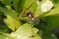 Attēlu rezultāti vaicājumam “Neriene montana”