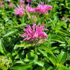 Image result for Monarda didyma