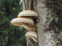 Attēlu rezultāti vaicājumam “Pholiota heteroclita”