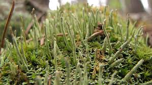 Attēlu rezultāti vaicājumam “Cladonia coniocraea”