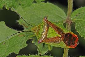 Attēlu rezultāti vaicājumam “Acanthosoma haemorrhoidale”