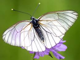 Attēlu rezultāti vaicājumam “Aporia crataegi upperside”