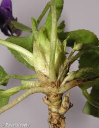 Attēlu rezultāti vaicājumam “Viola odorata bud”