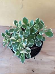 Image result for Aichryson