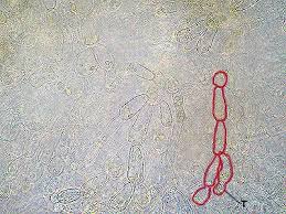 Attēlu rezultāti vaicājumam “Batrachospermum moniliforme”