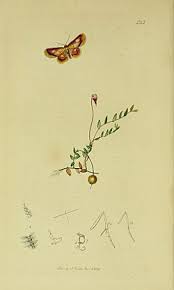 Attēlu rezultāti vaicājumam “Idaea muricata”