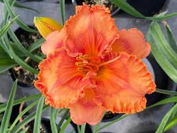 Image result for Hemerocallis `Moses Fire`