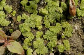 Attēlu rezultāti vaicājumam “Riccia cavernosa”