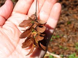 Attēlu rezultāti vaicājumam “Carpinus caroliniana”