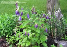 Image result for Campanula strigosa