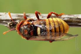 Attēlu rezultāti vaicājumam “Cimbex luteus”