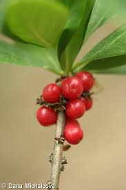 Attēlu rezultāti vaicājumam “Daphne mezereum fruit”