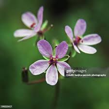Attēlu rezultāti vaicājumam “Erodium cicutarium flower”