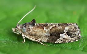 Attēlu rezultāti vaicājumam “Eudemis porphyrana”