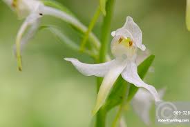 Attēlu rezultāti vaicājumam “Platanthera chlorantha flower”