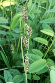 Attēlu rezultāti vaicājumam “Carex hartmanii”