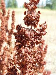 Attēlu rezultāti vaicājumam “Rumex crispus fruit”