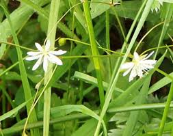 Attēlu rezultāti vaicājumam “Stellaria palustris flower”