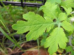 Attēlu rezultāti vaicājumam “Chelidonium majus leaf”