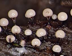 Attēlu rezultāti vaicājumam “Lamproderma violaceum spores”