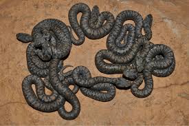 Image result for Spen Valley Vipers