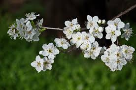 Attēlu rezultāti vaicājumam “Cerasus bud”