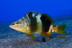 Image result for Serranus atricauda