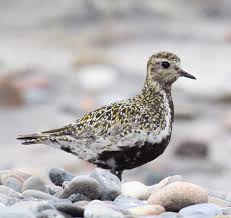 Attēlu rezultāti vaicājumam “Pluvialis apricaria adult”