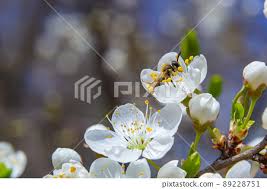 Attēlu rezultāti vaicājumam “Prunus cerasifera var. divaricata”