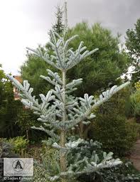 Attēlu rezultāti vaicājumam “Abies veitchii”