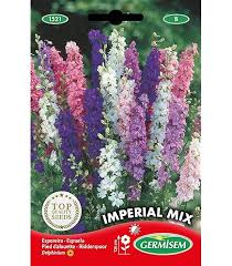 Image result for Marienglockenblumen