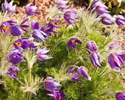 Image result for Pulsatilla