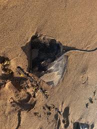 Image result for Raja polystigma