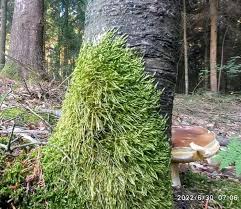 Attēlu rezultāti vaicājumam “Vouauxiomyces santessonii”