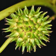 Attēlu rezultāti vaicājumam “Sparganium minimum fruit”