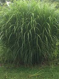 Image result for Miscanthus sinensis Zebrina
