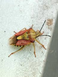 Attēlu rezultāti vaicājumam “Carpocoris sp.”