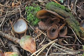 Attēlu rezultāti vaicājumam “Otidea bufonia”