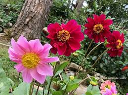 Image result for Dahlia hybrid.