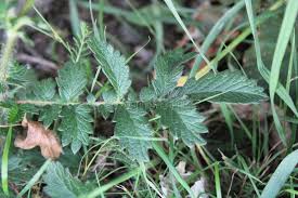 Attēlu rezultāti vaicājumam “Agrimonia eupatoria leaf”