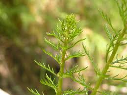 Attēlu rezultāti vaicājumam “Haloragaceae”