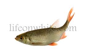 Image result for Rutilus rutilus