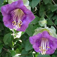 Image result for Glockenrebe