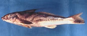 Image result for Menticirrhus littoralis