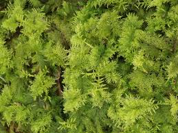 Attēlu rezultāti vaicājumam “Thuidium assimile”