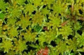 Attēlu rezultāti vaicājumam “Sphagnum angustifolium sporophyte”