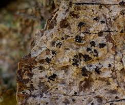 Attēlu rezultāti vaicājumam “Arthonia spadicea”