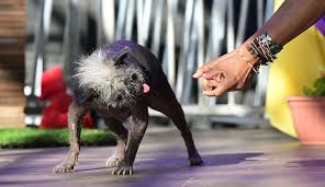 Image result for ugliest dog