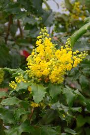 Attēlu rezultāti vaicājumam “Mahonia aquifolium flower”