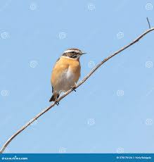 Attēlu rezultāti vaicājumam “Saxicola rubetra adult”